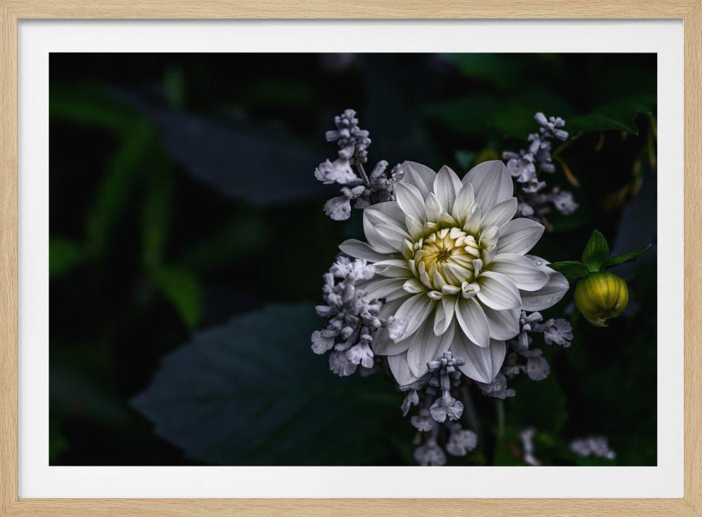 Dahlia flower | Poster