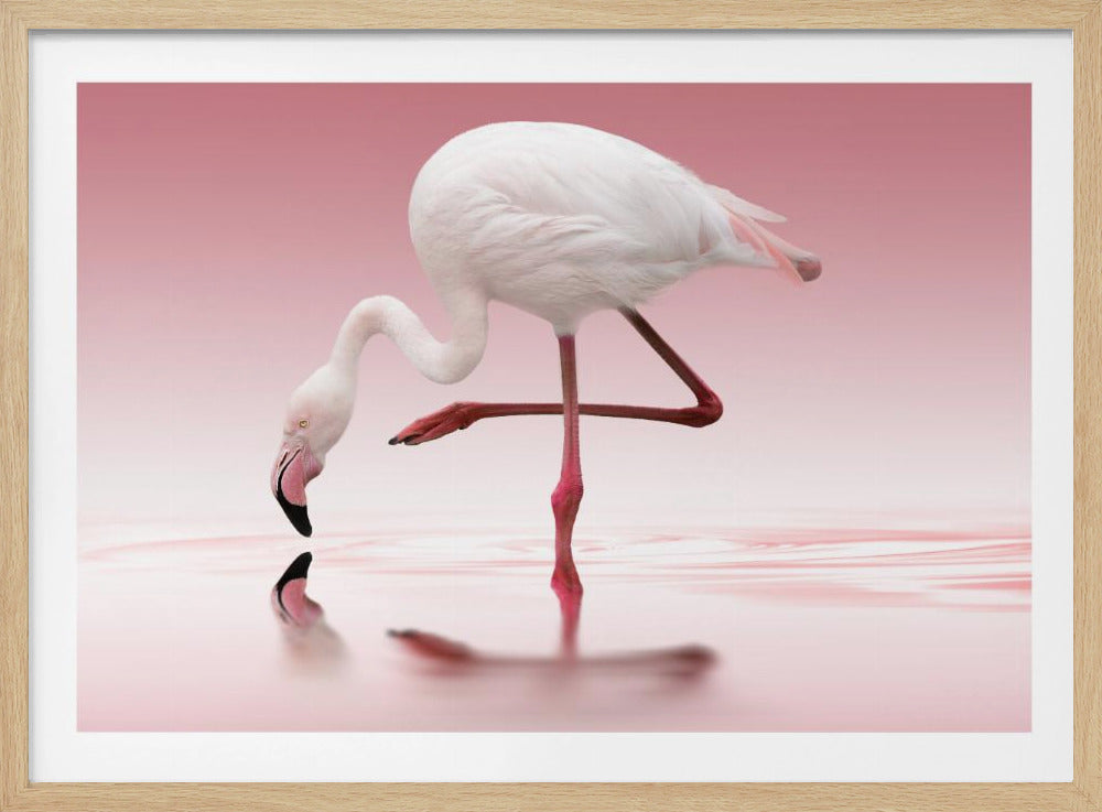 Flamingo | Poster
