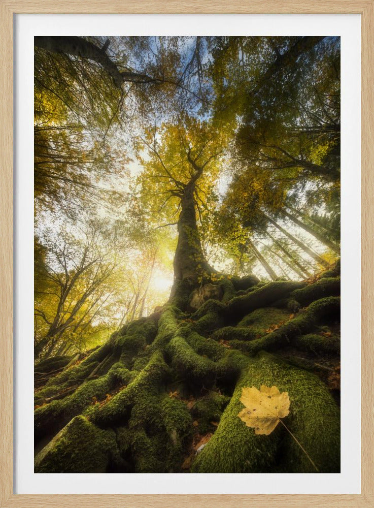 The goodbye of a leaf | Poster