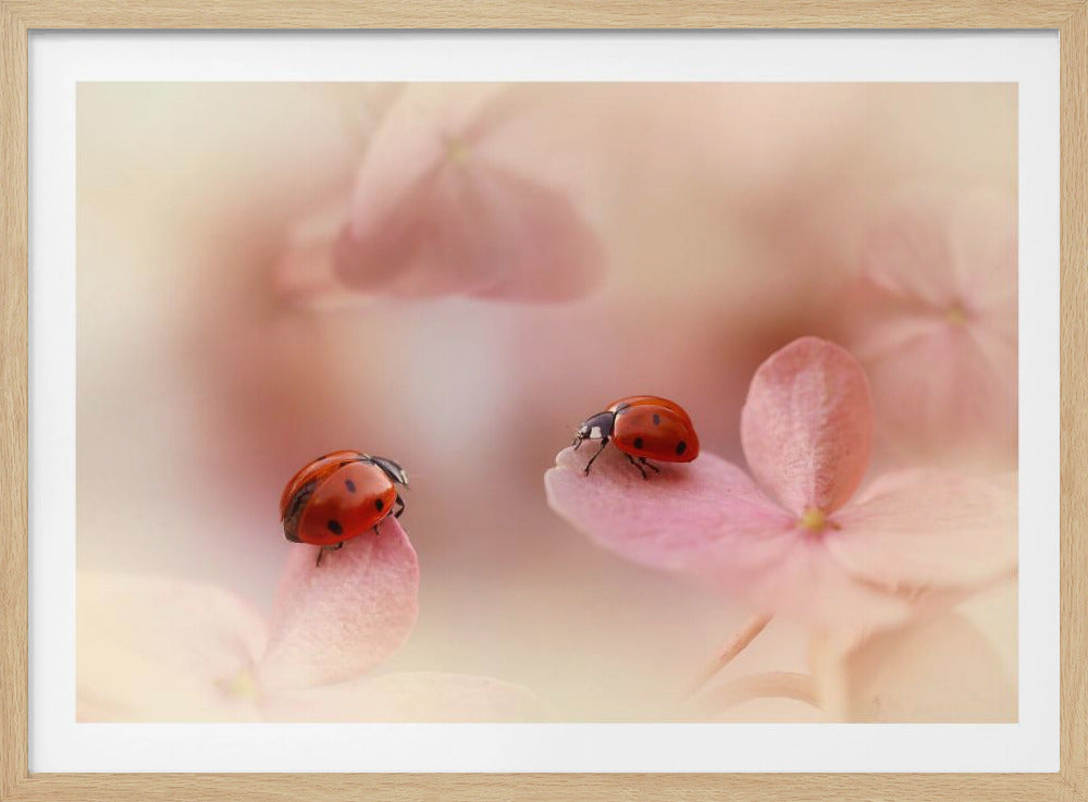 Ladybirds on pink hydrangea. | Poster