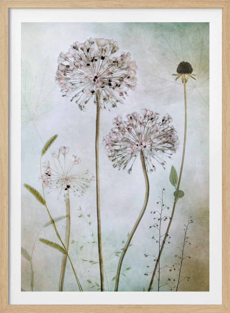 Allium | Poster