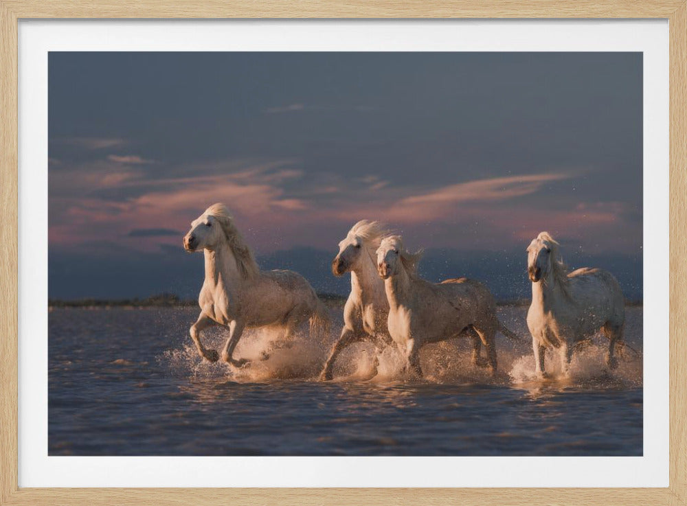 Angels of Camargue | Poster