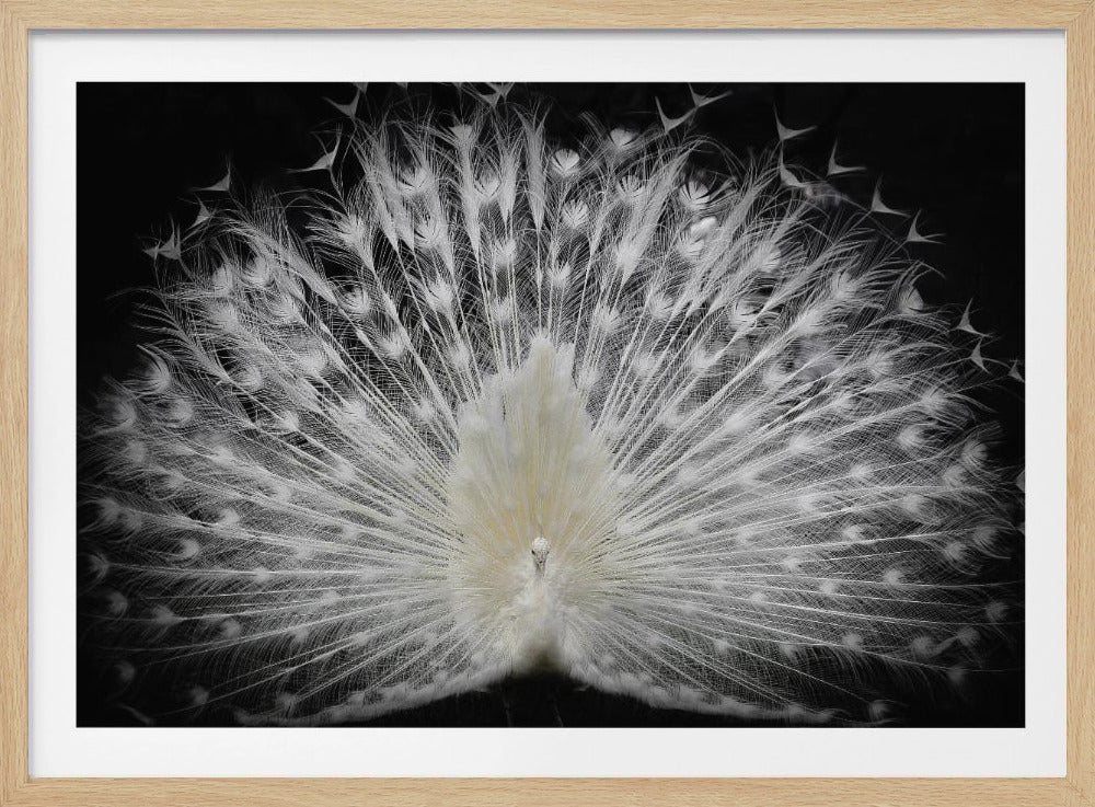 black and white, | Poster