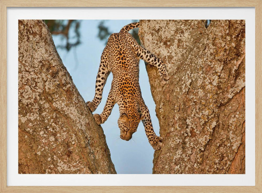 Upside Down | Poster