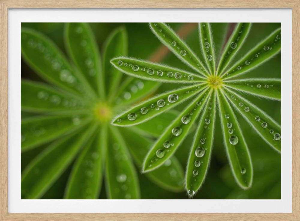 Pearly Lupine | Poster