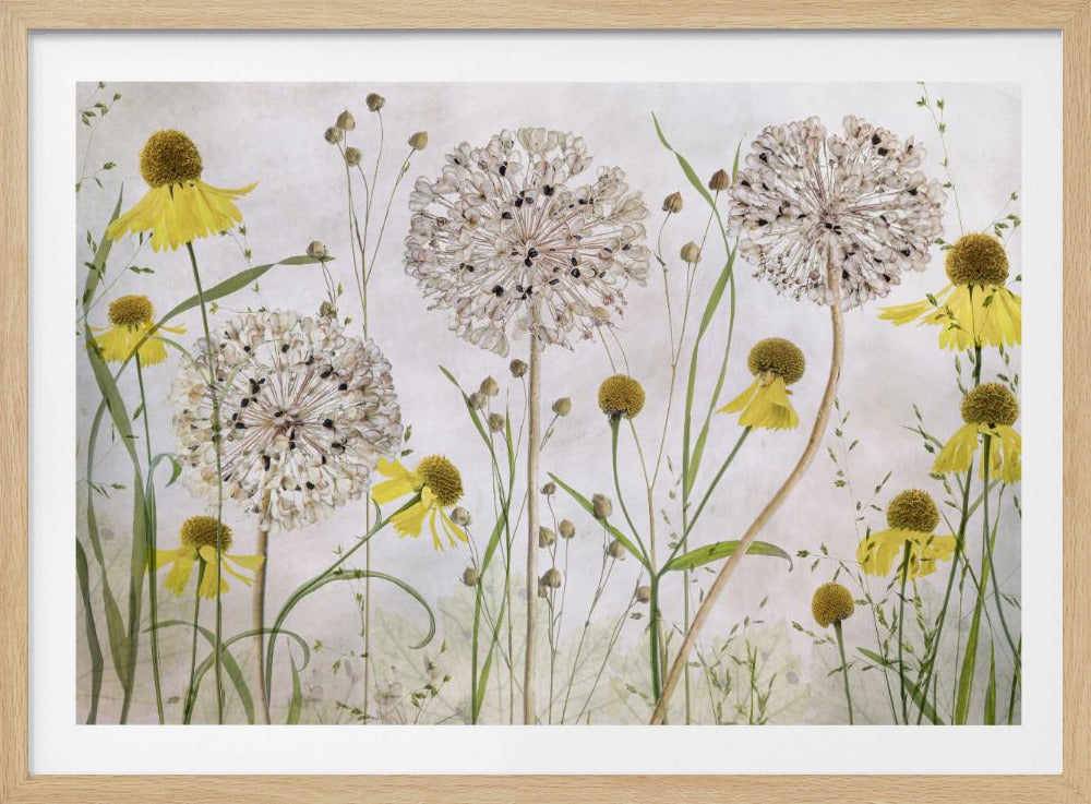 Alliums and heleniums | Poster