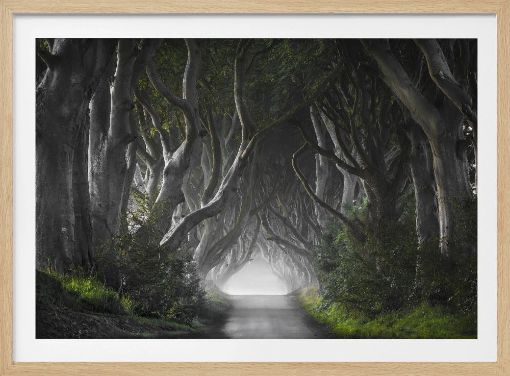 DARK HEDGES | Poster