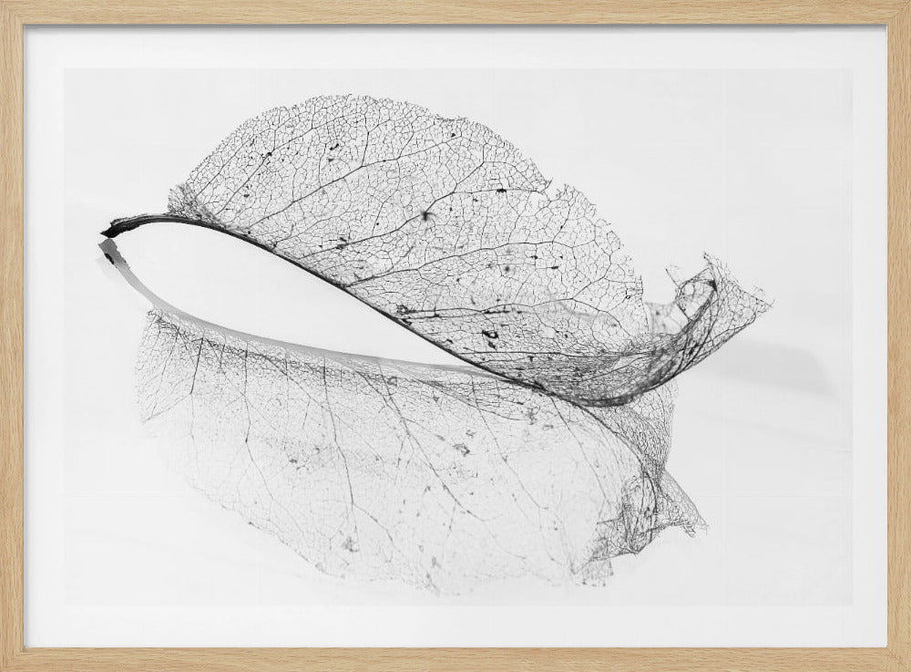 The old leaf | Poster