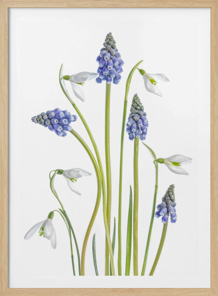 Muscari and Galanthus | Poster