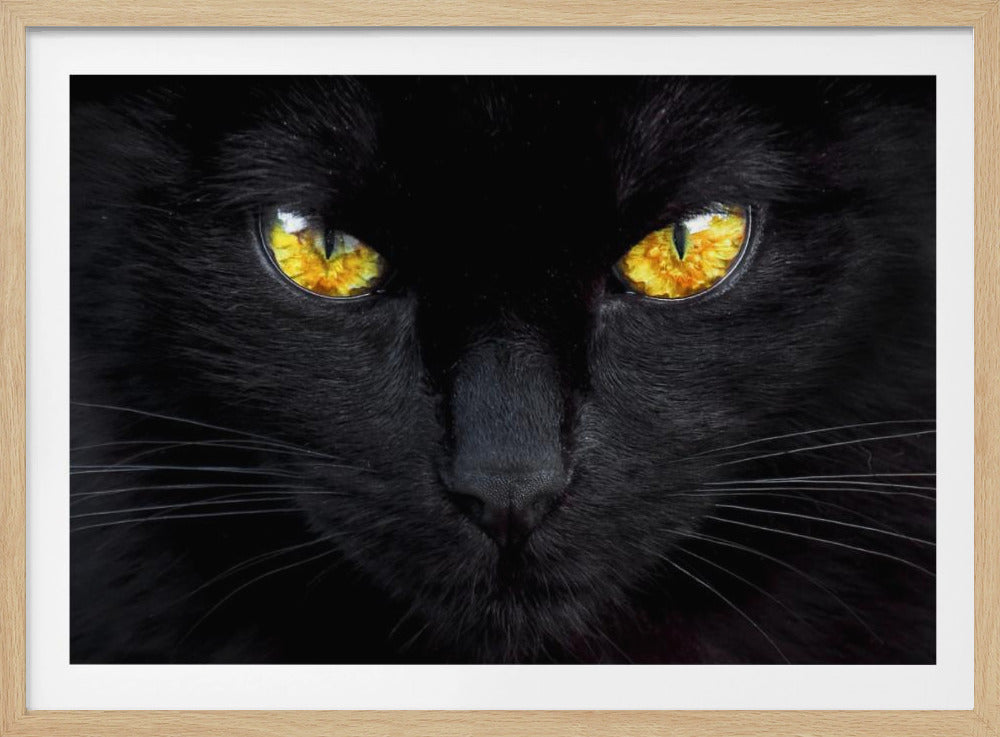 The hypnotist of the night | Poster