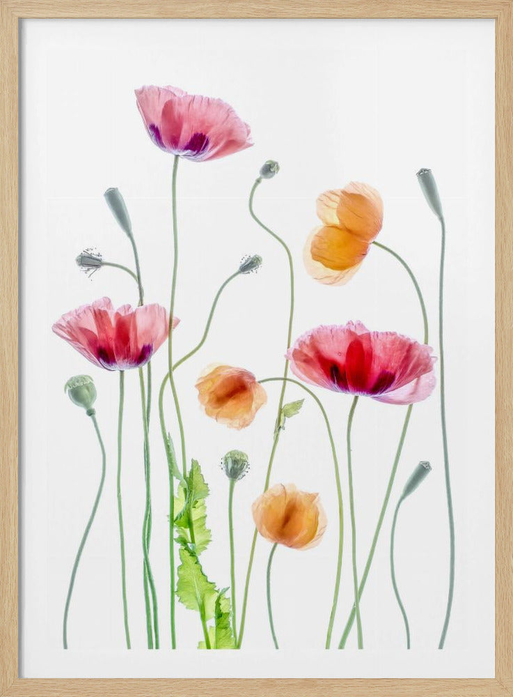Poppies | Poster