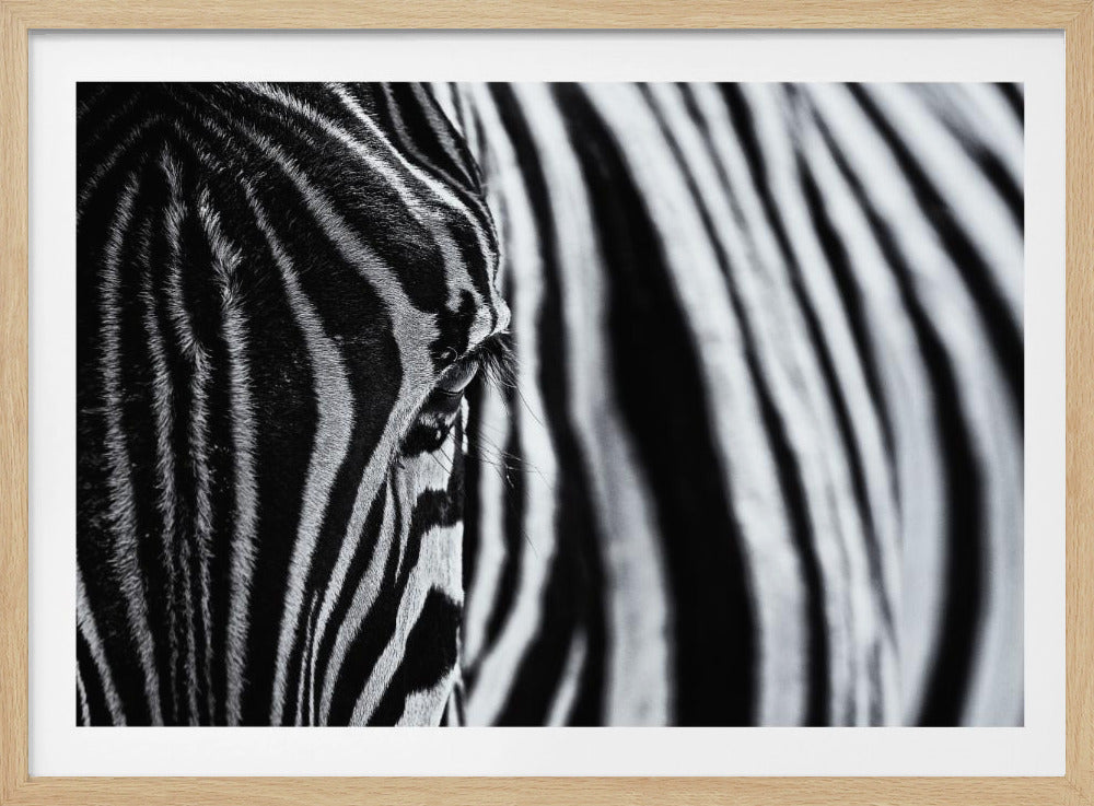 The look of nature | Poster