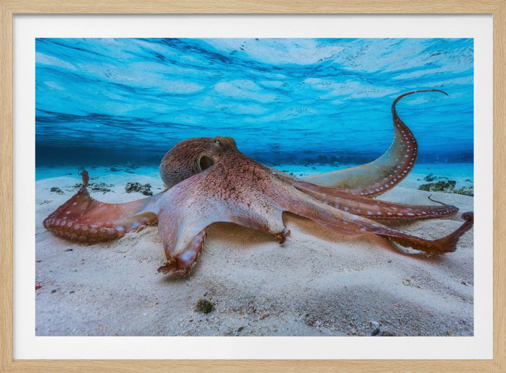 Octopus | Poster