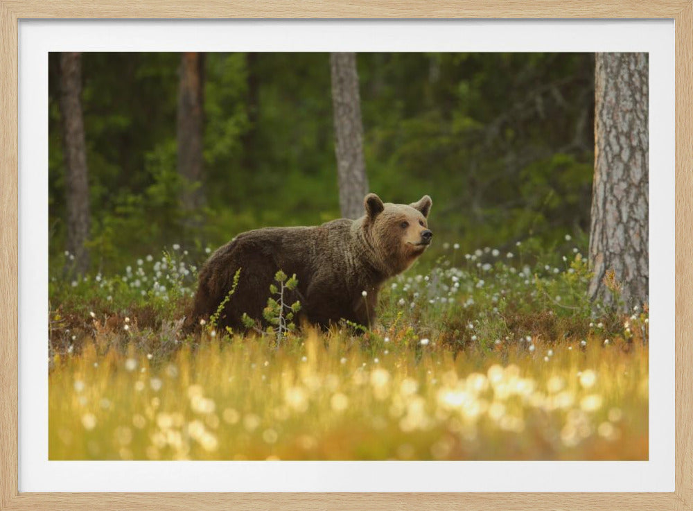 Brown Bear | Poster