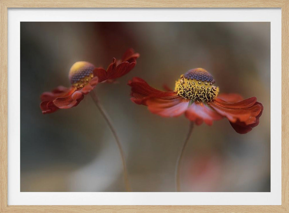 Helenium dance | Poster