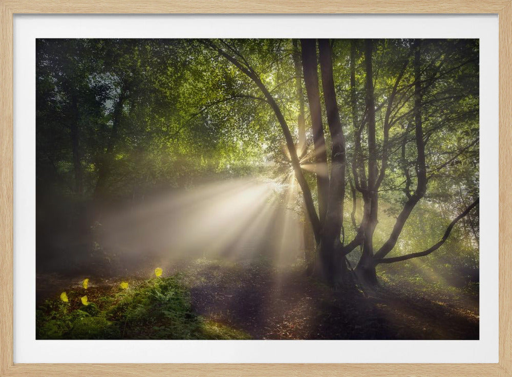 The morning light | Poster