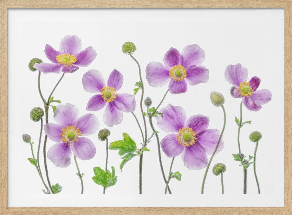Anemone Japonica | Poster
