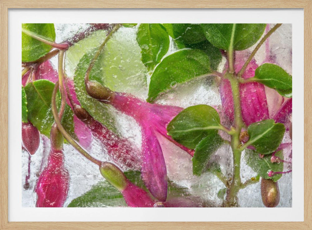 Fuchsia freeze | Poster