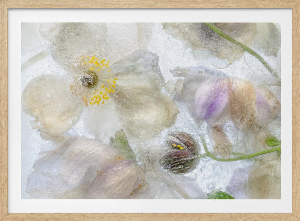 Anemone frost | Poster
