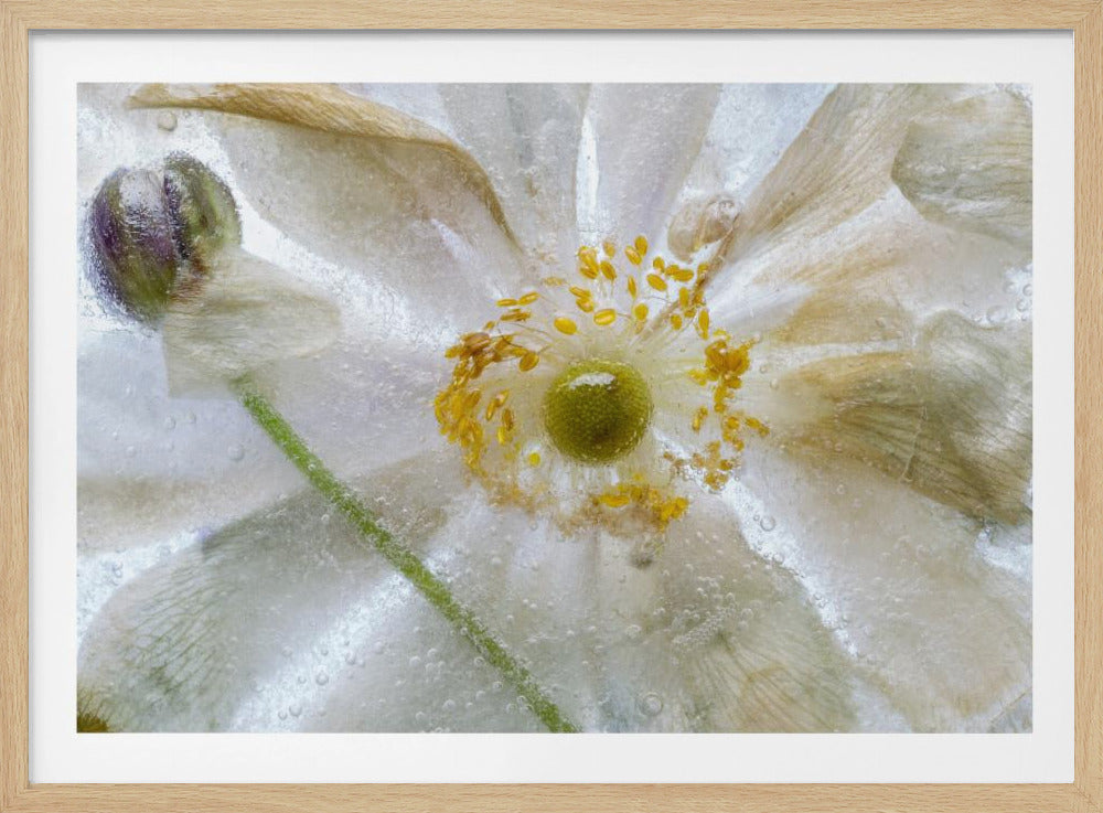 Floral freeze | Poster