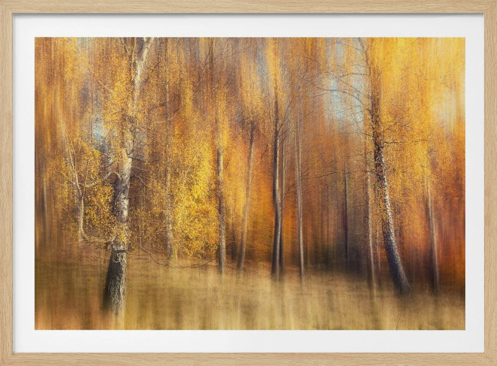 Autumn Birches | Poster