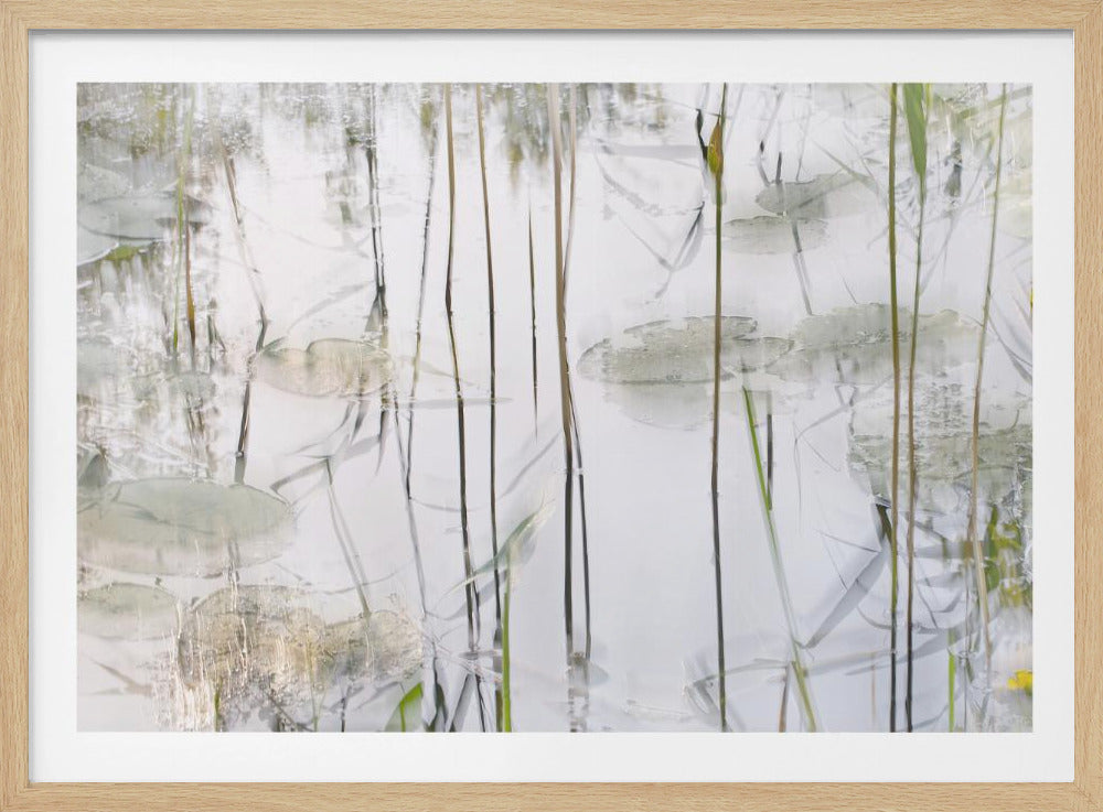 Lily leaves | Poster