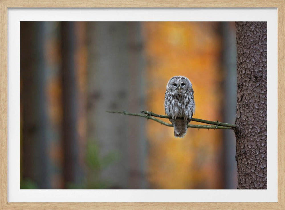 Tawny Owl | Poster