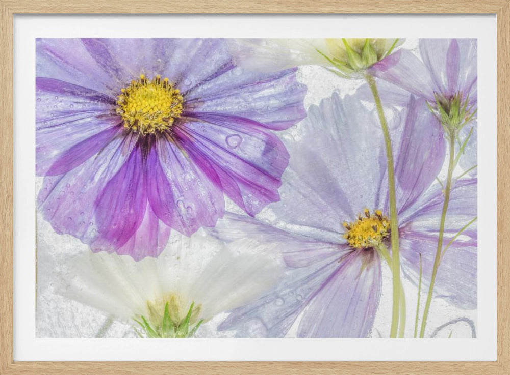 Cosmos cool | Poster