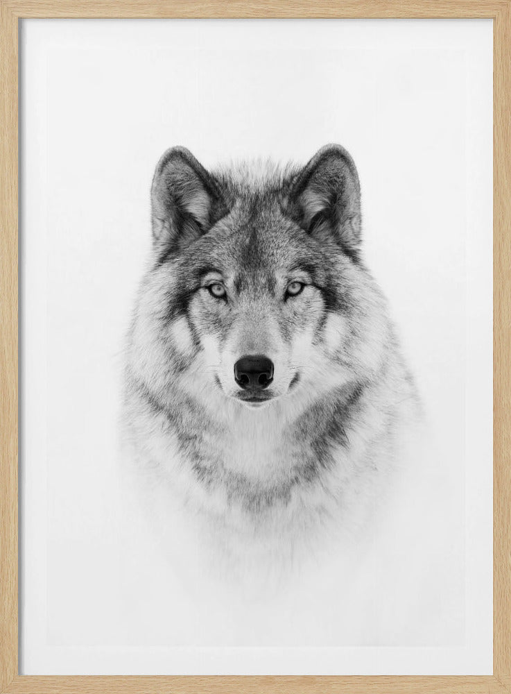 Portrait of a Timber Wolf | Poster