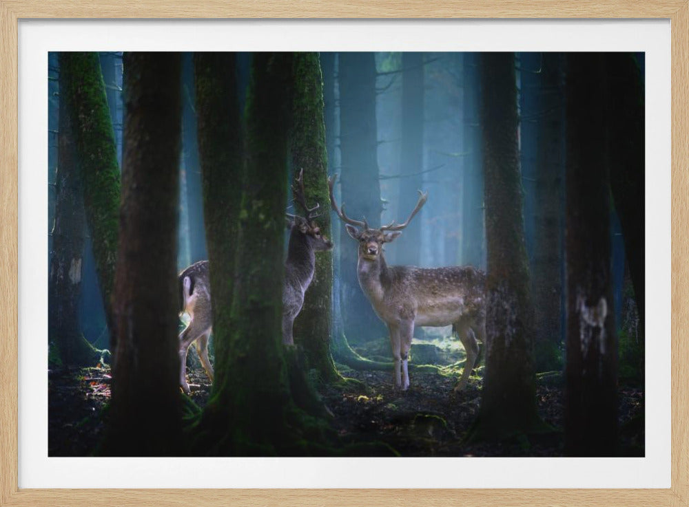 Deers | Poster