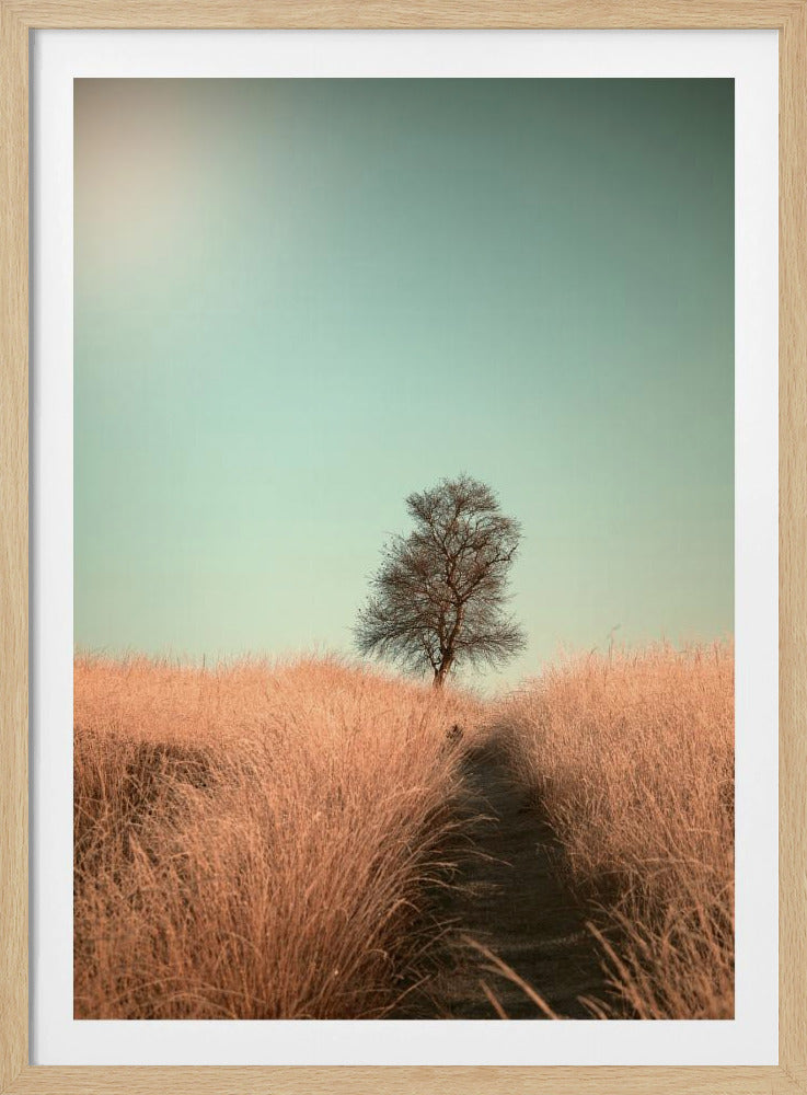 Grass and Path | Poster