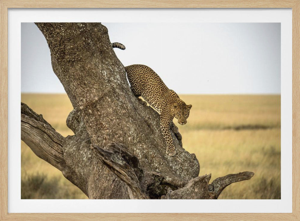 Leopard - Serengheti, Tanzania | Poster