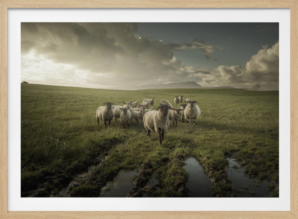 Sheep | Poster