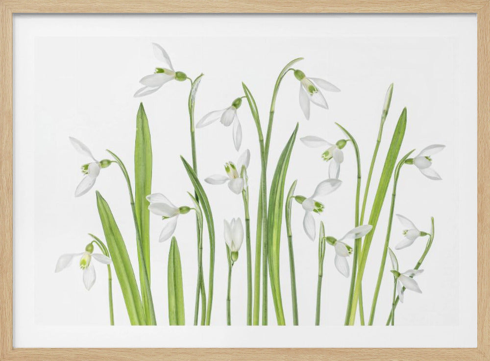 First Snowdrops | Poster
