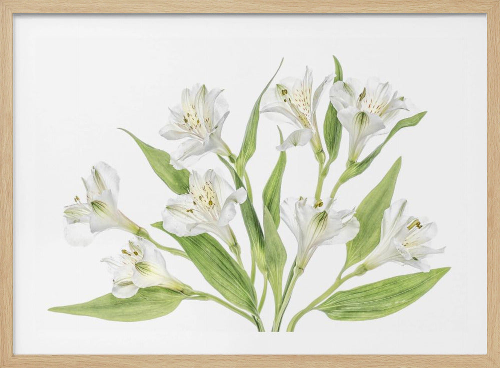 Alstroemeria | Poster