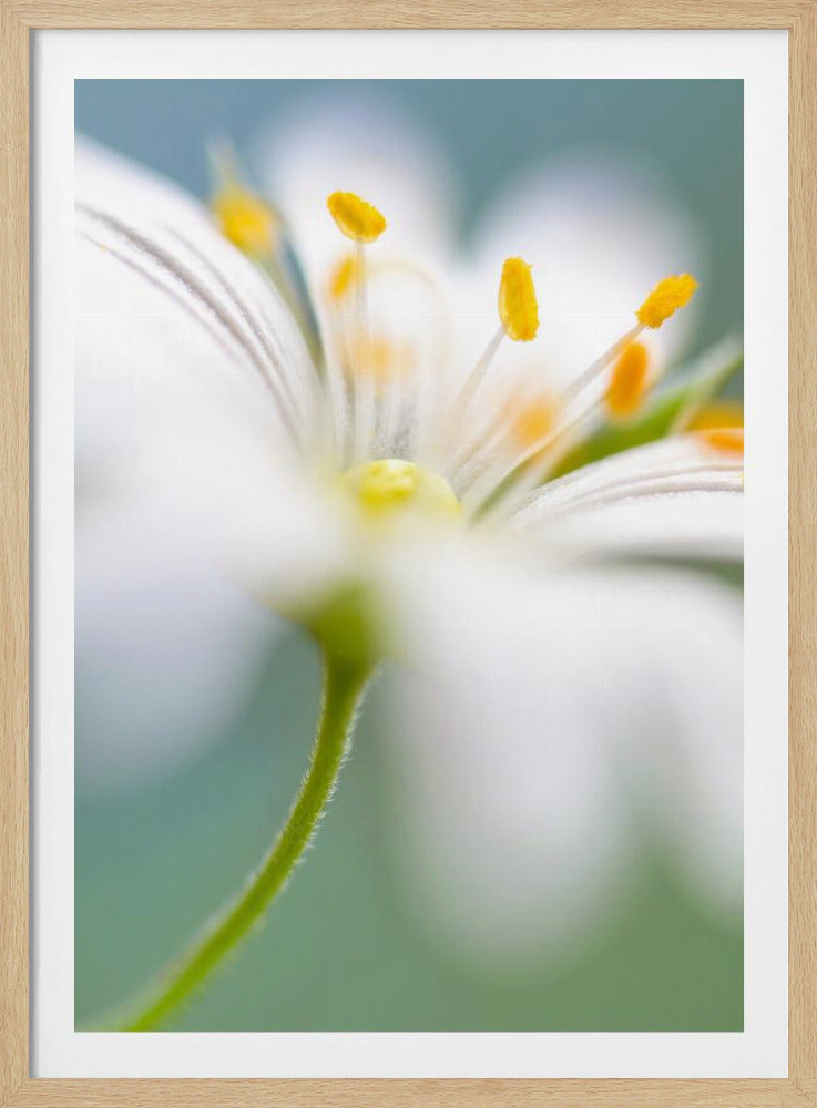 Stitchwort surprise | Poster