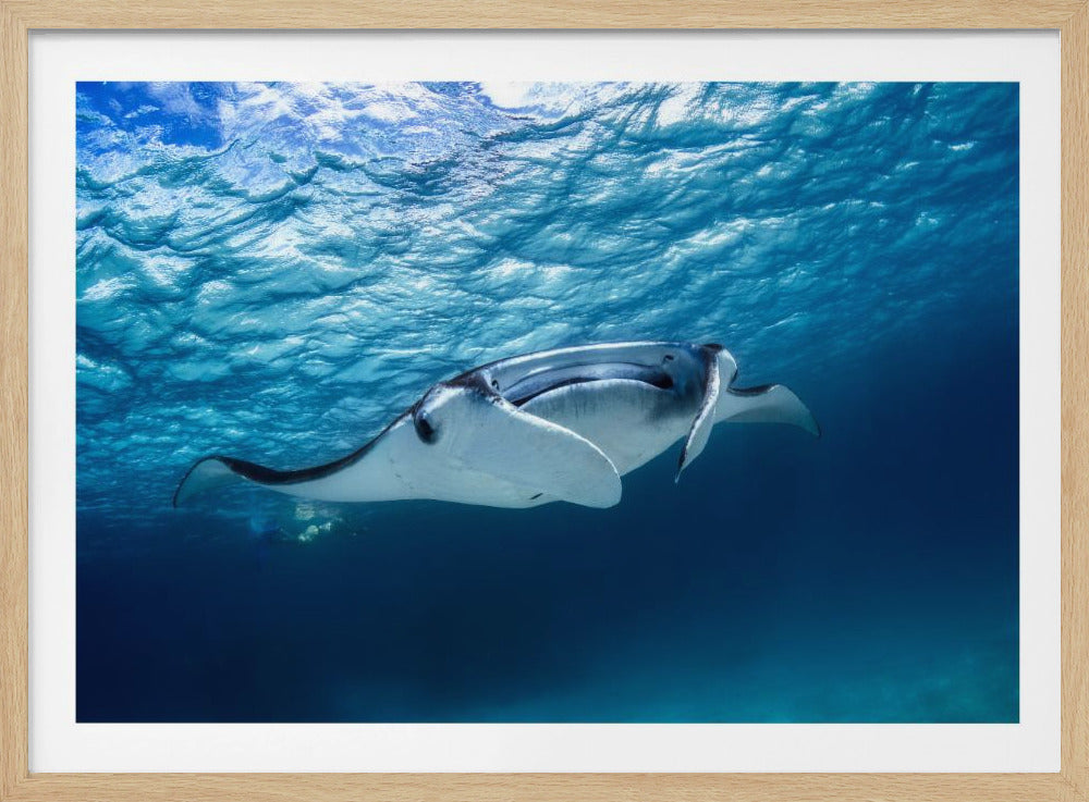 Manta ray | Poster