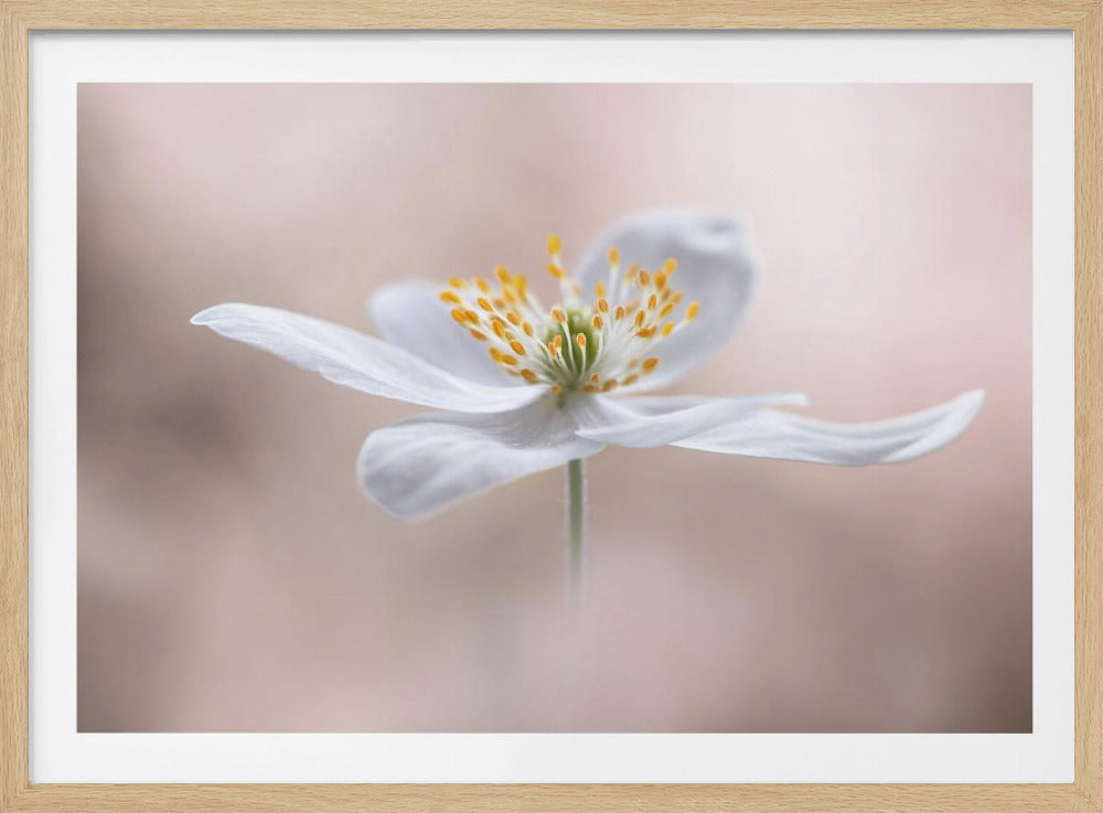 Anemone Nemorosa | Poster