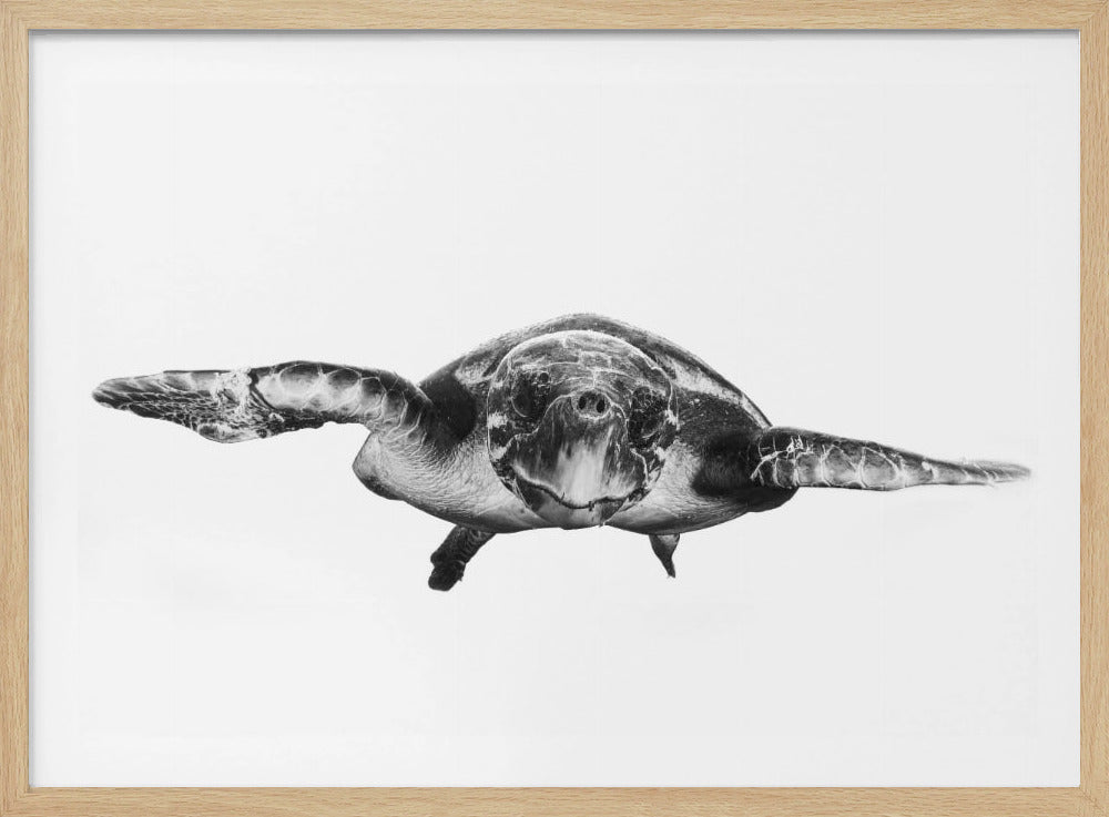 White and turtle | Poster