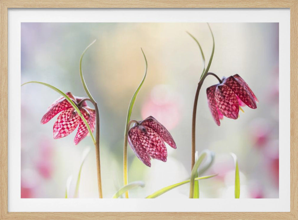 Snakes head Fritillary | Poster