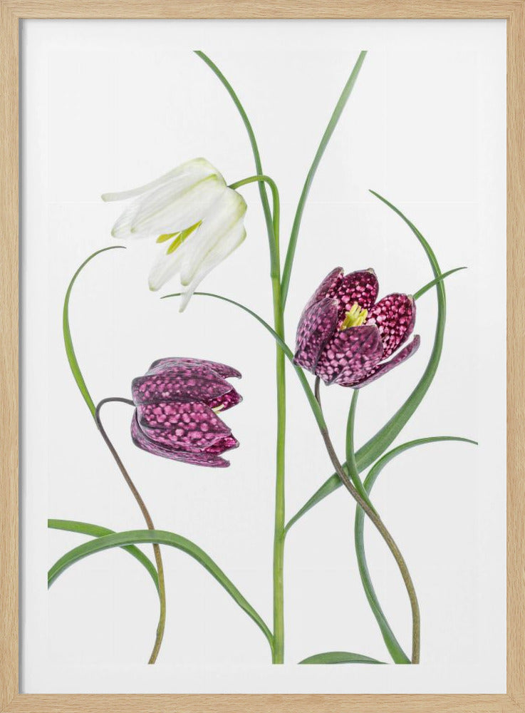 Snakes head Fritillary | Poster