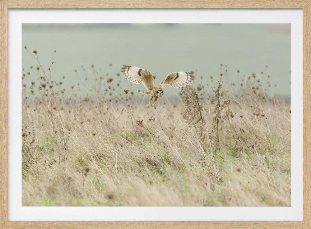 Hunting Short Eared Owl | Poster