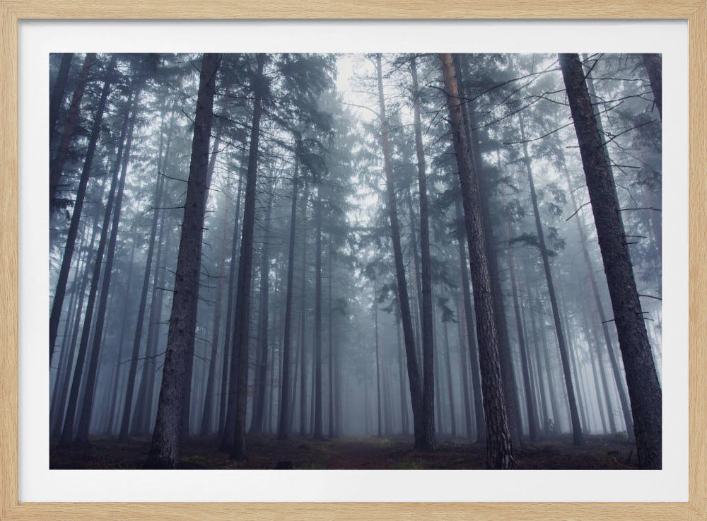 Mysterious foggy forest. | Poster