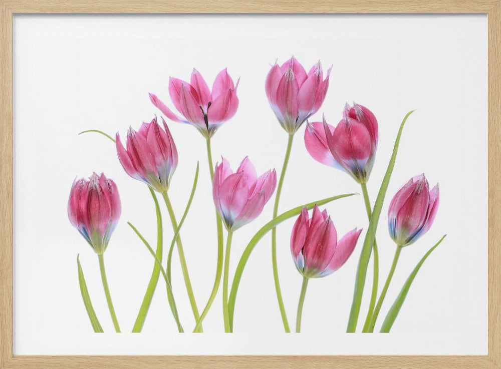 Tulip blush | Poster