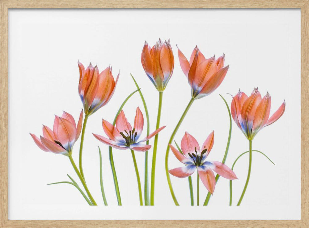 Apricot Tulips | Poster