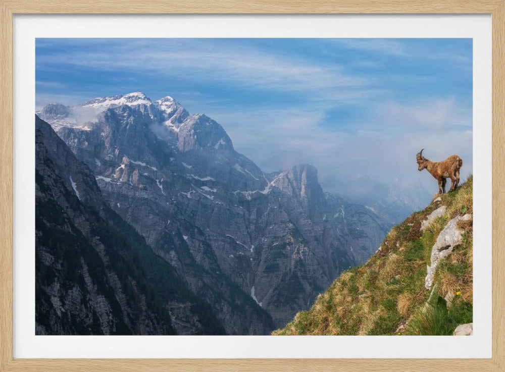 Alpine Ibex in the mountains | Poster