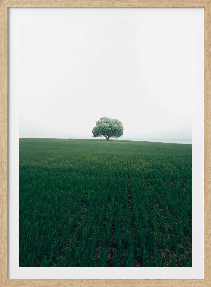 The lonely oak tree | Poster