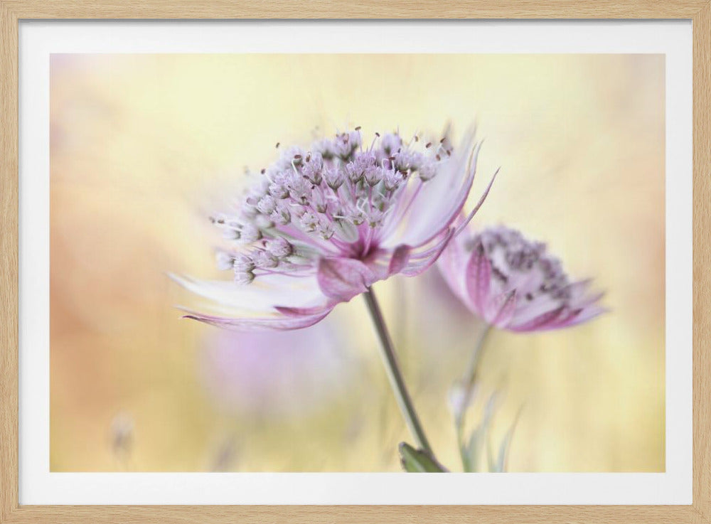 Pink Astrantia | Poster
