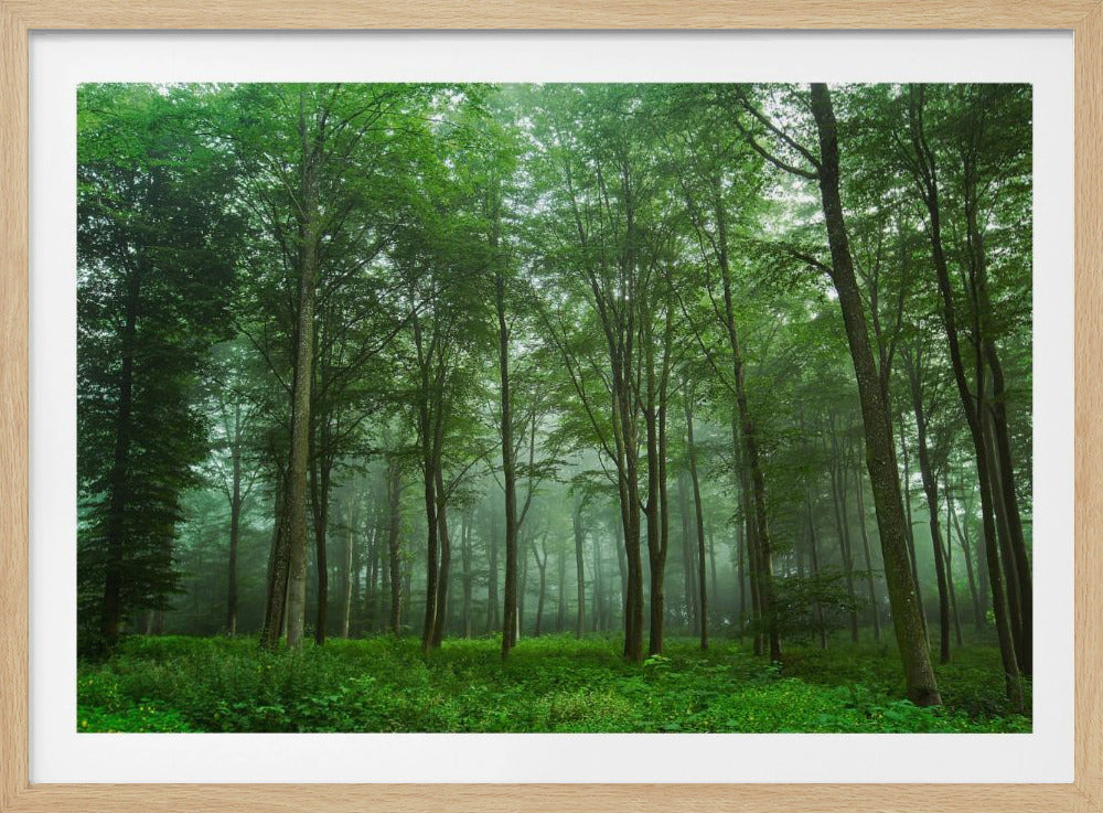 Forest View | Poster