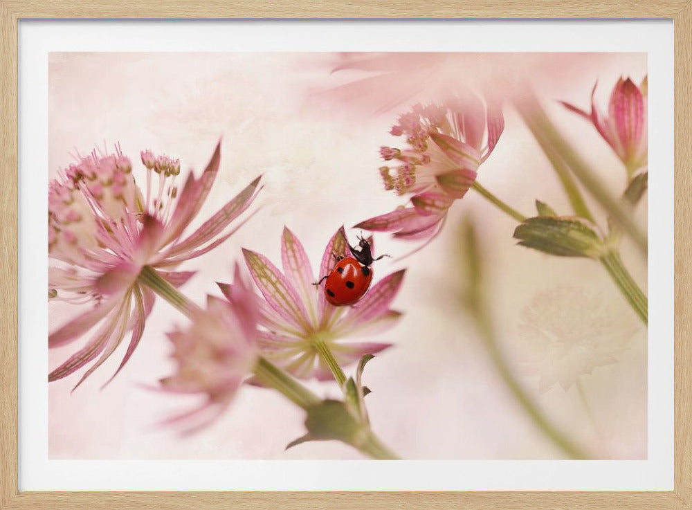 Ladybird and pink flowers | Poster